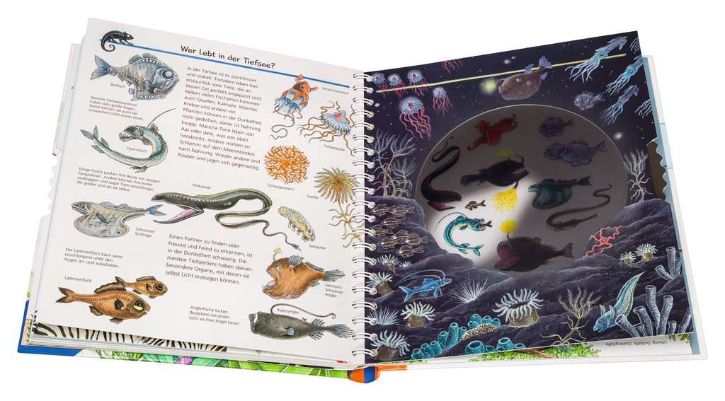 Why? Why? Why? (Special Edition): Animals – Ravensburger Foreign